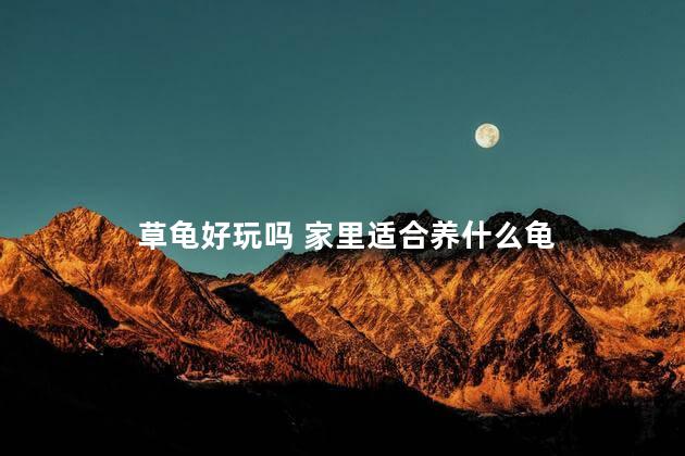 草龟好玩吗 家里适合养什么龟